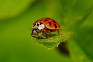 Makrofotografie: Marienkäfer frisst Blattlaus